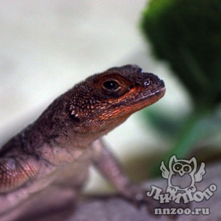 Игуана мадагаскарская (Chalarodon madagascariensis)