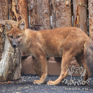 Красный волк (Cuon alpinus)