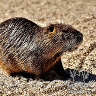 Нутрия (Myocastor coypus)