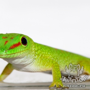 Геккон мадагаскарский (Phelsuma madagascariensis)