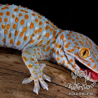 Геккон токи (Gekko gecko)