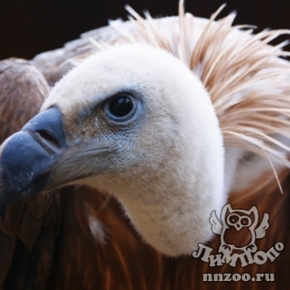 Белоголовый сип (Gyps fulvus)