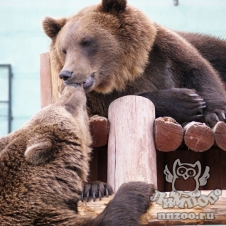 Бурый медведь (Ursus arctos)