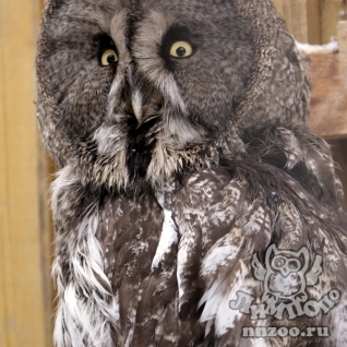 Бородатая неясыть (Strix nebulosa)