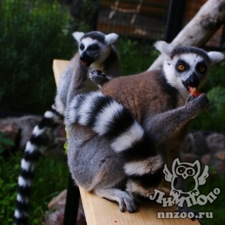 Кошачий лемур (Lemur catta)