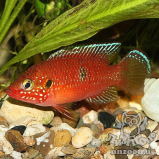 Хромис красавец (Hemichromis bimaculatus)