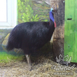 Шлемоносный казуар (Casuarius casuarius)
