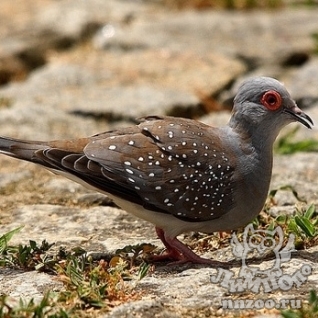 Бриллиантовая горлица (Geopelia cuneata)