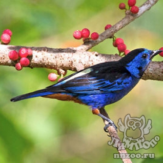 Краснобрюхая танагра  (Anisognathus igniventris)
