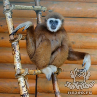 Белорукий гиббон (Hylobates lar)