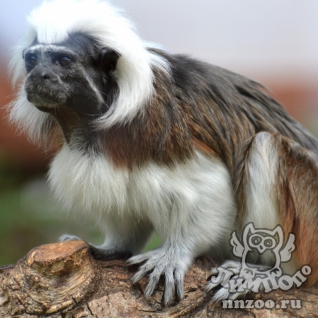 Тамарин эдипов (Saguinus oedipus)