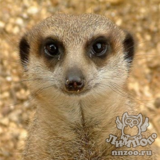 Сурикат (Suricata suricatta)