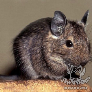 Дегу (Octodon degus)
