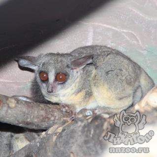 Сенегальский галаго (Galago senegalensis)