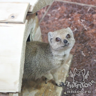 Жёлтый мангуст (Cynictis penicillata)