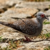 Бриллиантовая горлица (Geopelia cuneata)
