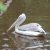 Кудрявый пеликан (Pelecanus crispus)