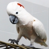 Молуккский какаду (Cacatua moluccensis)