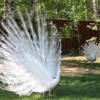Белый павлин (Pavo cristatus Linnaeus)