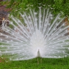 Белый павлин (Pavo cristatus Linnaeus)