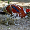 Пёстрый фазан Эллиота (Syrmaticus ellioti)