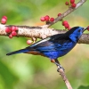 Краснобрюхая танагра  (Anisognathus igniventris)