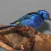 Краснобрюхая танагра  (Anisognathus igniventris)