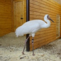 Белый журавль (Grus leucogeranus)