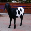 Нубийская коза (Capra hircus)