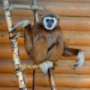 Белорукий гиббон (Hylobates lar)