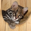 Оцелот (Leopardus pardalis)