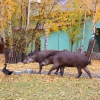 Равнинный тапир (Tapirus terrestris)