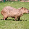 Капибара (Hydrochoerus hydrochaeris)