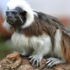 Тамарин эдипов (Saguinus oedipus)