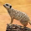 Сурикат (Suricata suricatta)