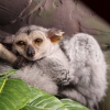 Толстохвостый галаго (Otolemur crassicaudatus)