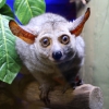 Толстохвостый галаго (Otolemur crassicaudatus)