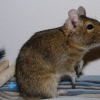 Дегу (Octodon degus)