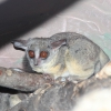 Сенегальский галаго (Galago senegalensis)