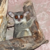 Сенегальский галаго (Galago senegalensis)