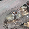 Сенегальский галаго (Galago senegalensis)