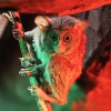 Долгопят (Tarsius)