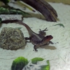 Игуана мадагаскарская (Chalarodon madagascariensis)