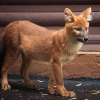 Красный волк (Cuon alpinus)