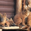 Красный волк (Cuon alpinus)