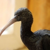 Каравайка (Plegadis falcinellus)