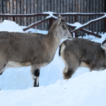 Голубые бараны 20.01.2016