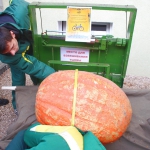 В обхвате тыква - 130 см!