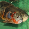 Астронотус (Astronotus ocellatus)