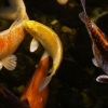 Карп кои (Cyprinus carpio haematopterus )